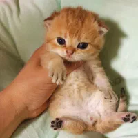 گربه بریتیش و اسکاتیش