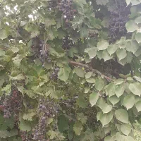 فروش نهال میوه