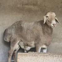 گوسفند نری آلپاین بره قوچ چینی لاکن رومن