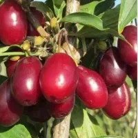 ریشه پرتقال تامسون|گل و گیاه طبیعی|ایلام, |دیوار