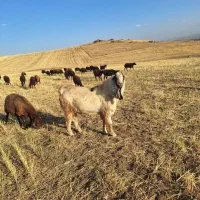 بز نر|حیوانات مزرعه|ترکمانچای, |دیوار