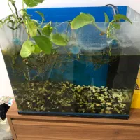 اکواریوم بالوازم وماهی|ماهی|بیرجند, |دیوار