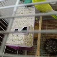 8 عدد مرغ عشق زیبا|پرنده|کرج, عظیمیه|دیوار