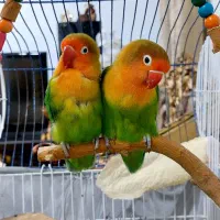 طوطی برزیلی