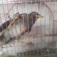 مرغ مینا|پرنده|گرگان, |دیوار