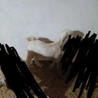 کره پاکستانی اصل