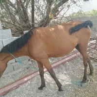 اسب نژاد دار