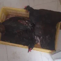 فروش مرغ و یک خروس سرحال تخم گذار