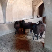 ۵تا بره ماده