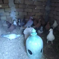 کفتر زرد گلی کرمانی