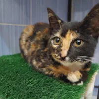 واگذاری بچه گربه|گربه|رشت, امین الضرب|دیوار