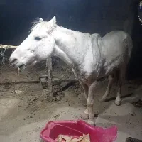 معامله هم میکنم