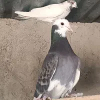 کبوتر پرشی تضمینی|پرنده|حاجی آباد, |دیوار