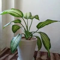 گل دیفن زیبا