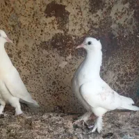 کبوتر پرشی و گره|پرنده|میناب, |دیوار