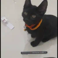 گربه گم شده محدوده امامت