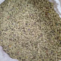 عدس تازه
