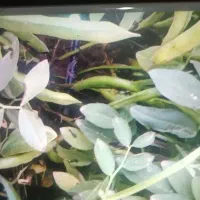 فروش باقله کازرون