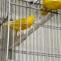 قناری ماده طلایی|پرنده|شیراز, پودنک|دیوار