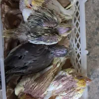 طوطی عروس سرلاکی|پرنده|بابل, |دیوار