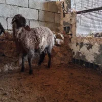 بره قوچ همو و بره ماده هترو