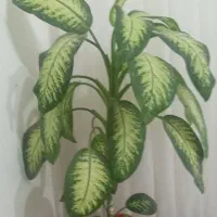 گل دیفن|گل و گیاه طبیعی|چرداول, |دیوار