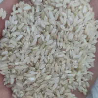 برنج عنبربو
