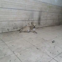 سگ پاکوتاه نر۱ساله