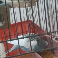 مرغ عشق مولد|پرنده|پاکدشت, خاتون آباد|دیوار