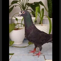 سیاه نر