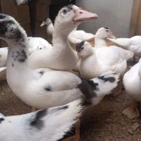 جوجه اردک اسرائیلی نیمچه و تخم اردک اسرائیلی|حیوانات مزرعه|رشت, فرزانه|دیوار