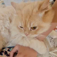 گربه پرشین|گربه|گرگان, |دیوار