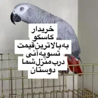 خرید فروش انواع طوطی کاسکو کاکادو راهب