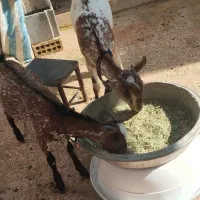 بز و بزغاله صلاصه عربی|حیوانات مزرعه|ایذه, |دیوار