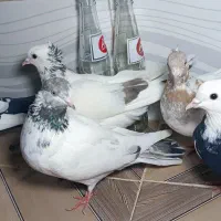 کبوتر|پرنده|سقز, |دیوار