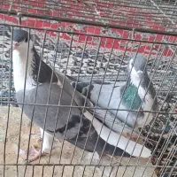 کبوتر پلاکی و کاشونی دمیگر نر|پرنده|فلاورجان, |دیوار
