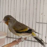 سهره قناری نر،سهره دورگ نرفروشی.