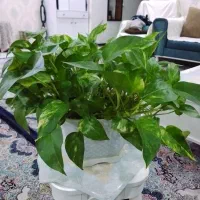 گل پتوس ابلق