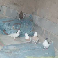 کفتر پرشی وجفتگاه