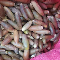 فروش 8 گونی بلوط لقمه ای دست چین