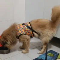 فروش سگ پامرانین نژاد پیکنوا|سگ|فردیس, قریشی|دیوار