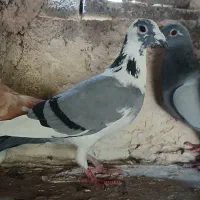 پلاکی