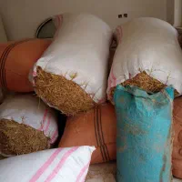 کاه امسال تمیز