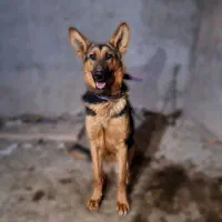 سگ ژرمن 10 ماهه ماده شناسنامه دار