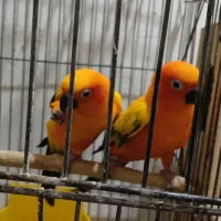 طوطی خورشیدی