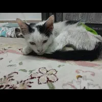 واگذاری سفیدبرفی (یه گربه ناز و خوشگل)