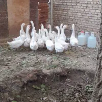 سلام ۱۸عددقوغازسفیدبفروش میرسد