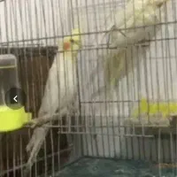 عروس هلندی بالغ