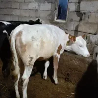 گوساله سیمینتال قرمز ماده دامازلیخ هم گوشتی