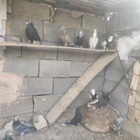 دسته دم سفید طوقی